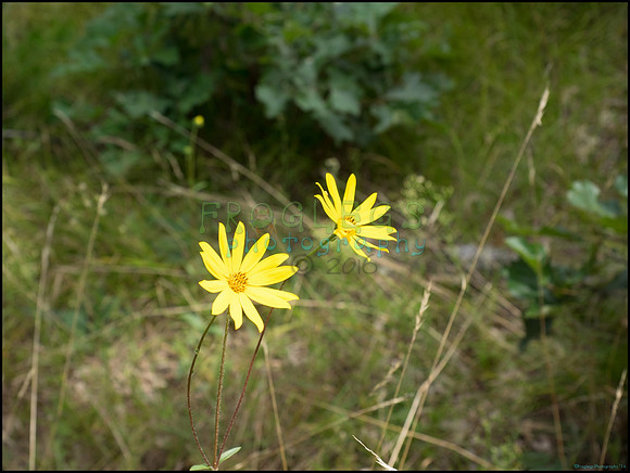 p8150169_web