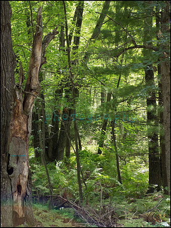 p8150150_web