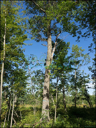 p8150027_web