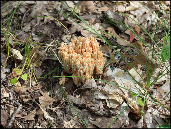 p8150055_web