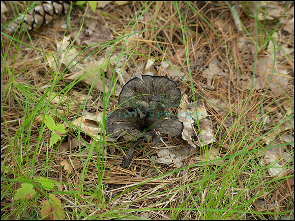 p8150136_web