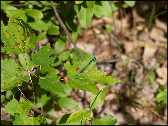 p8150113_web