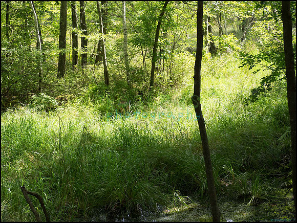 p8150145_web