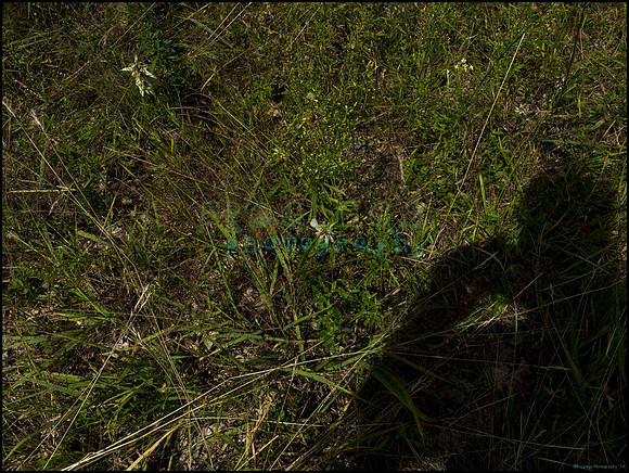 blue_butterfly1_web
