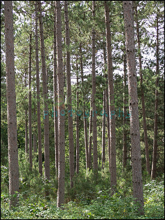 p8150158_web