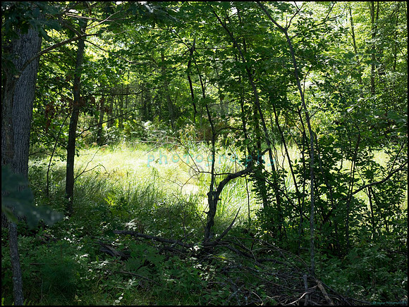 p8150038_web