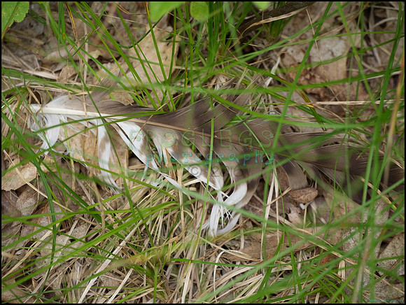 p8150114_web
