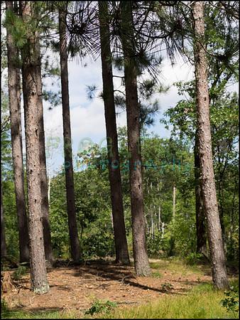 p8150153_web