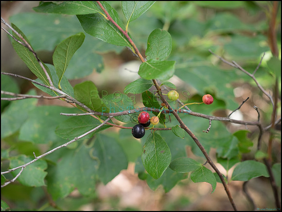 p8150109_web
