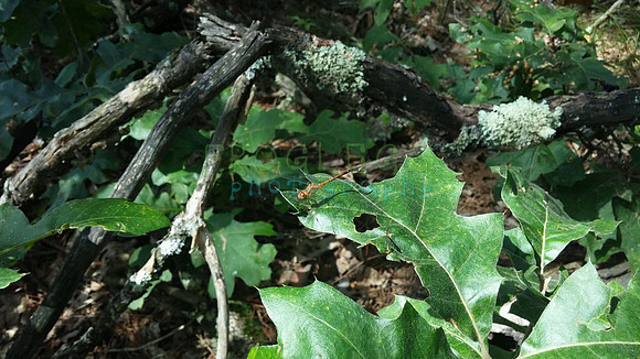 ksr_dragonfly1