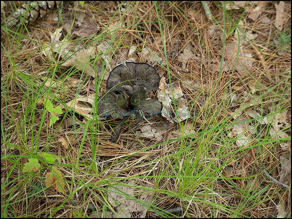 p8150135_web