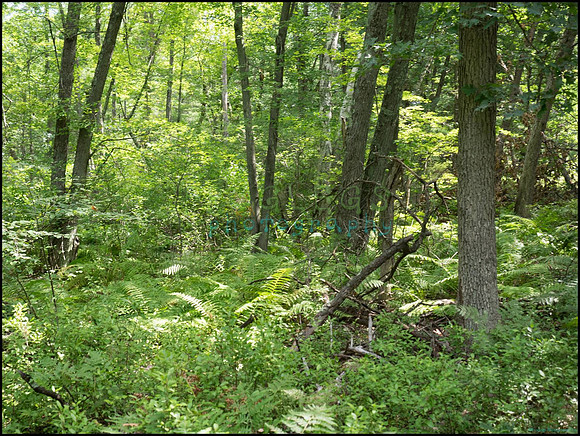 p8150088_web