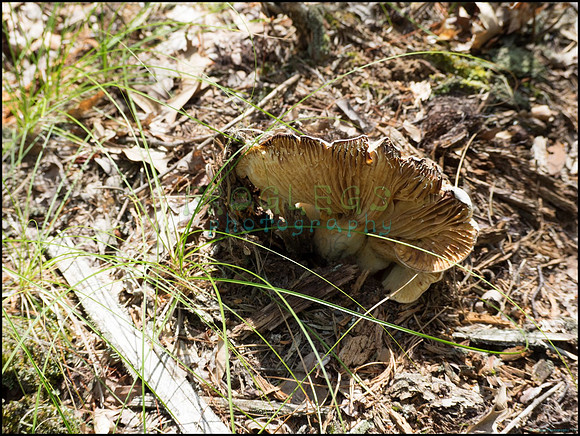 p8150122_web