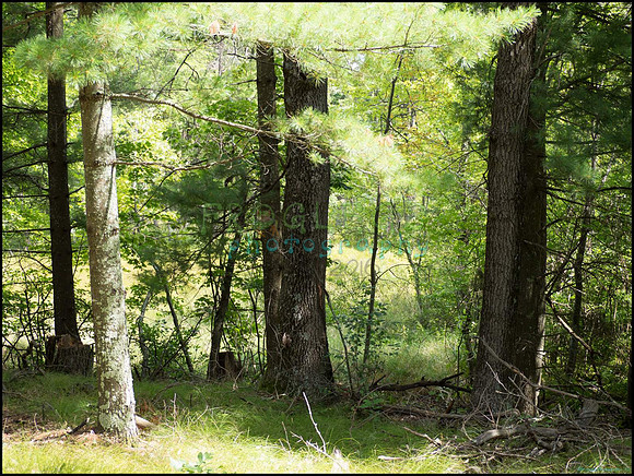 p8150152_web