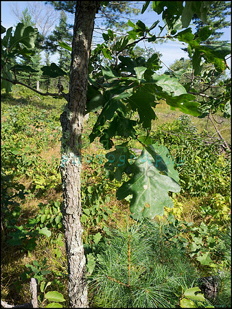 p8150021_web