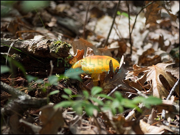 p8150117_web