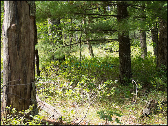p8150119_web