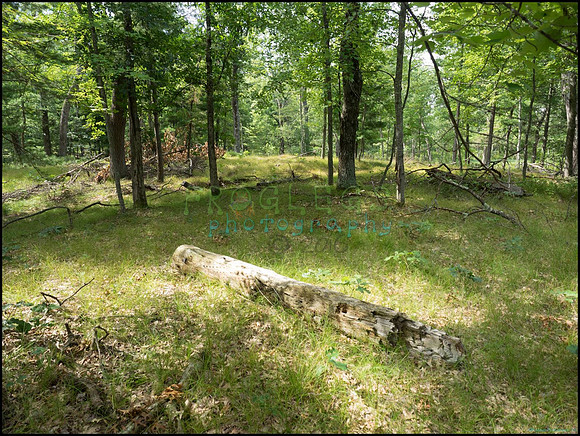 p8150081_web