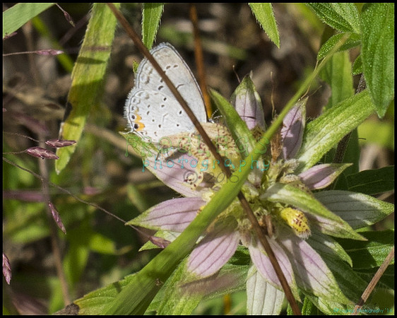 blue_butterfly3_web