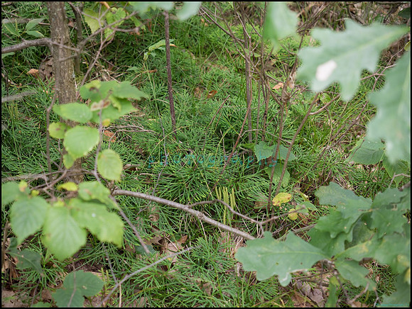 p8150191_web