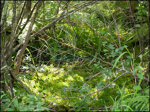 p8150141_web