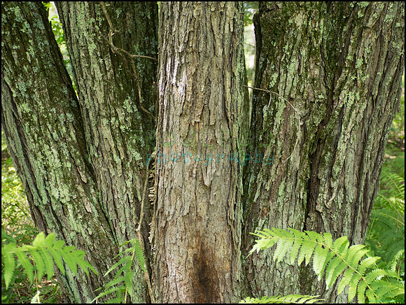 p8150143_web