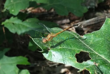 ksr_dragonfly2