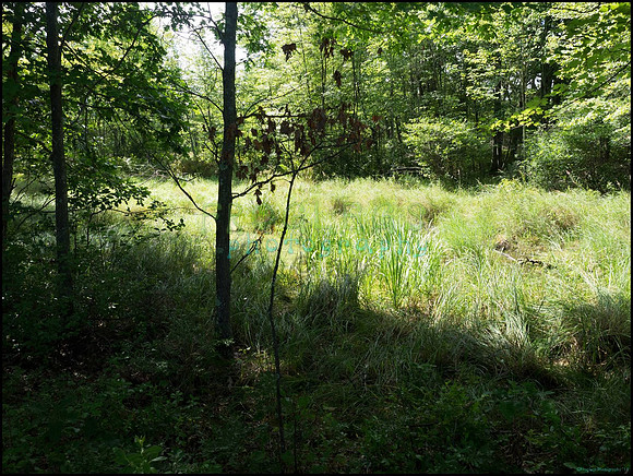 p8150044_web