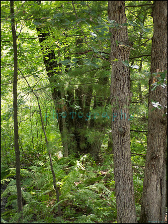 p8150146_web