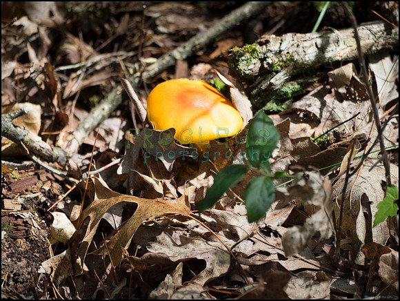 p8150118_web