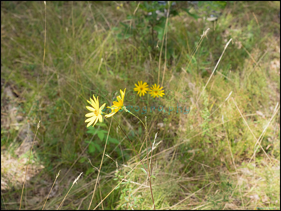 p8150172_web