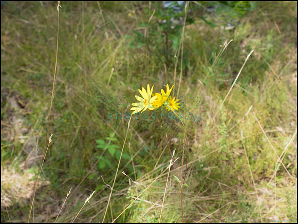 p8150171_web