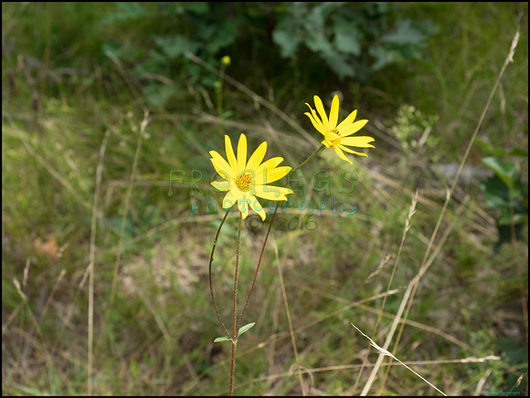p8150168_web