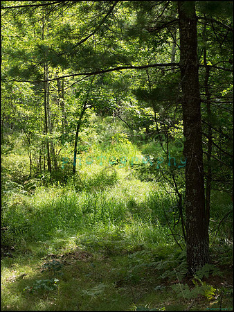 p8150151_web