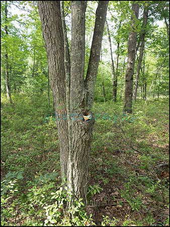 p8150071_web