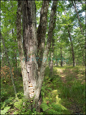 p8150078_web