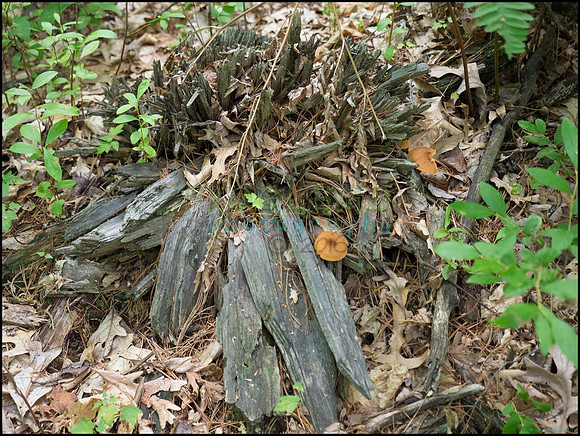 p8150092_web