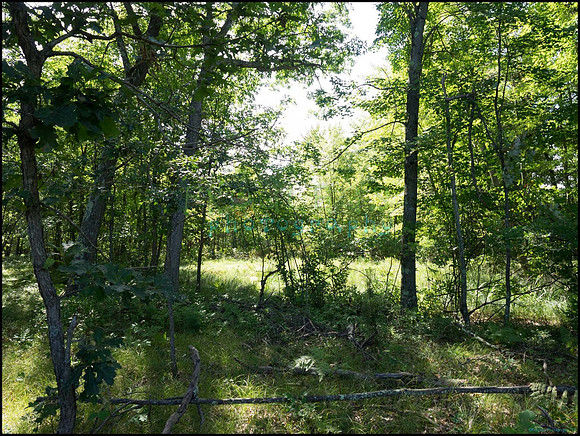 p8150039_web