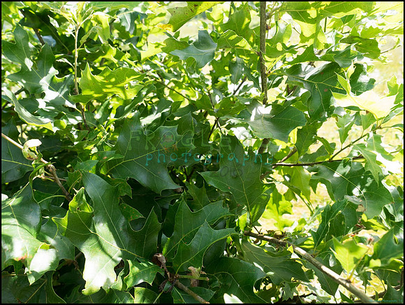 p8150036_web