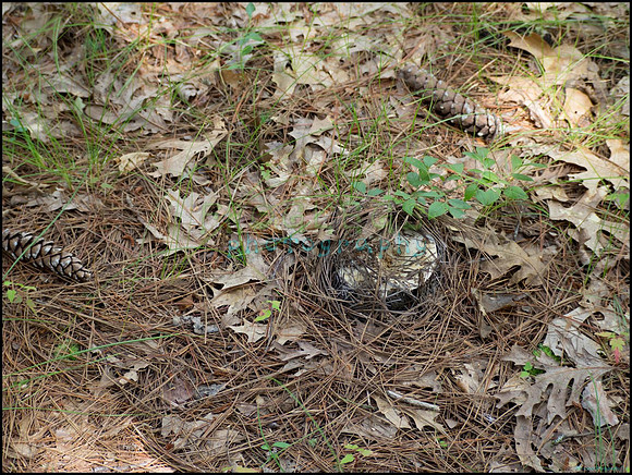 p8150129_web