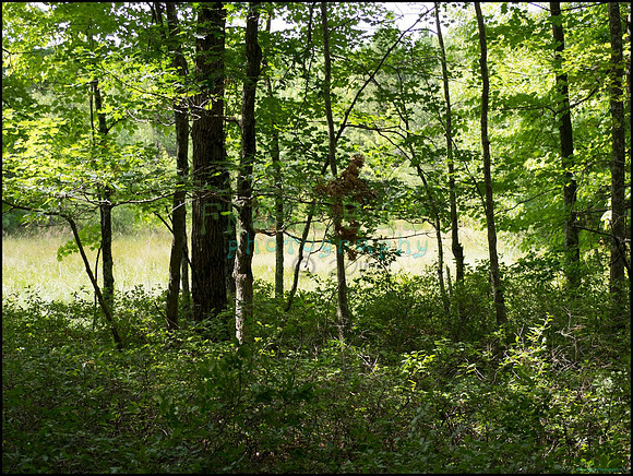 p8150134_web