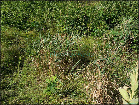 p8140061_web