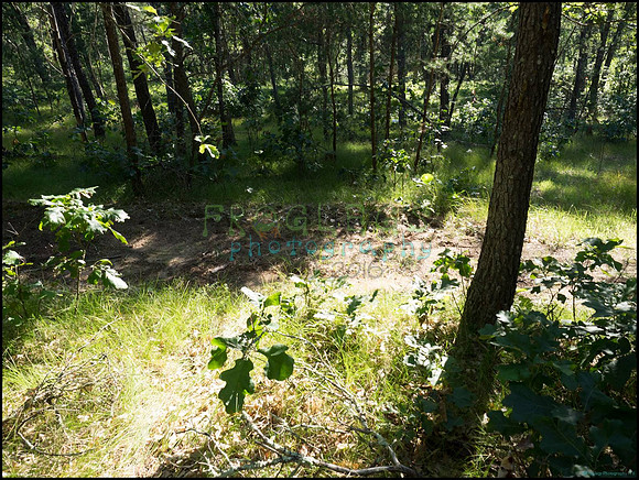 p8140131_web