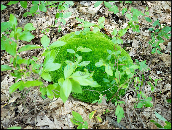 p8140195_web