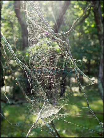 p8140210_web