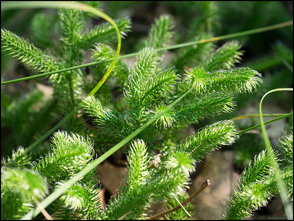 p8140102_web