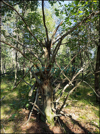 p8140128_web