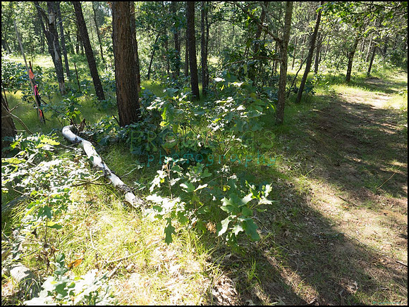 p8140150_web