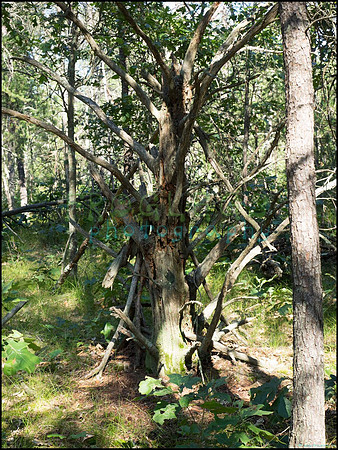 p8140127_web