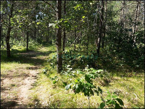 p8140134_web